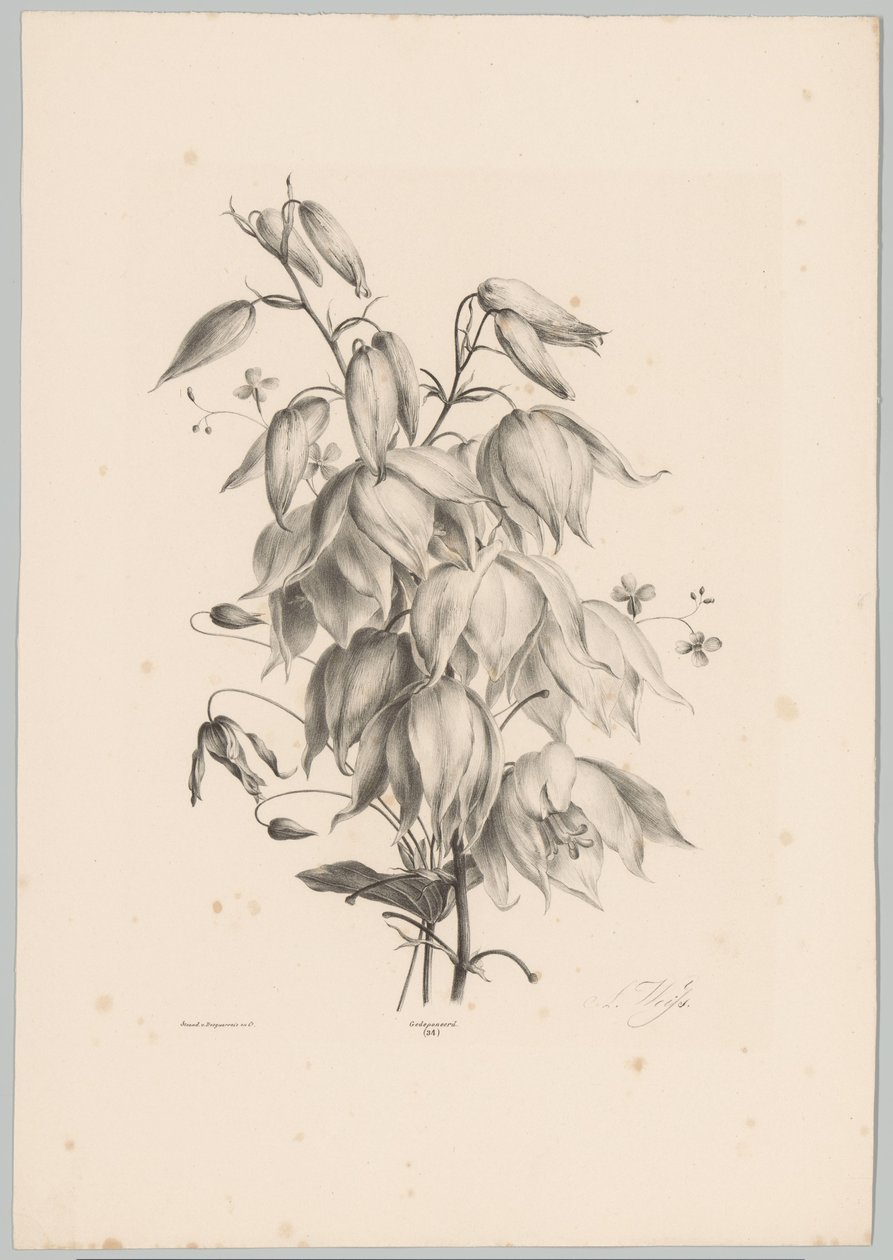 hengende blomster Flower and Fruit Studies (...) 10. episode (serietittel) av Anton Weiss