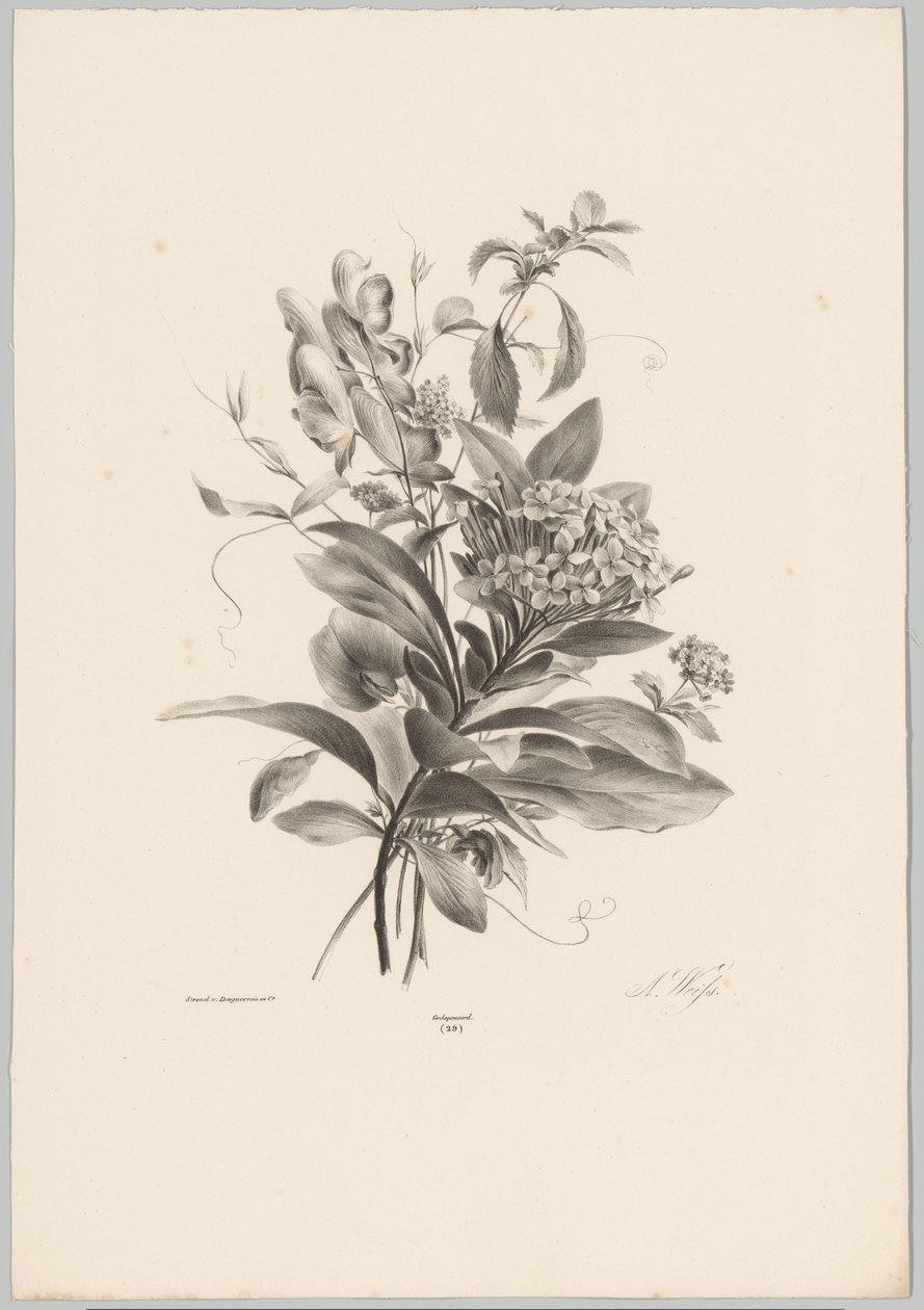 Hortensia og andre blomster Flower and Fruit Studies (...) 10. episode (serietittel) av Anton Weiss