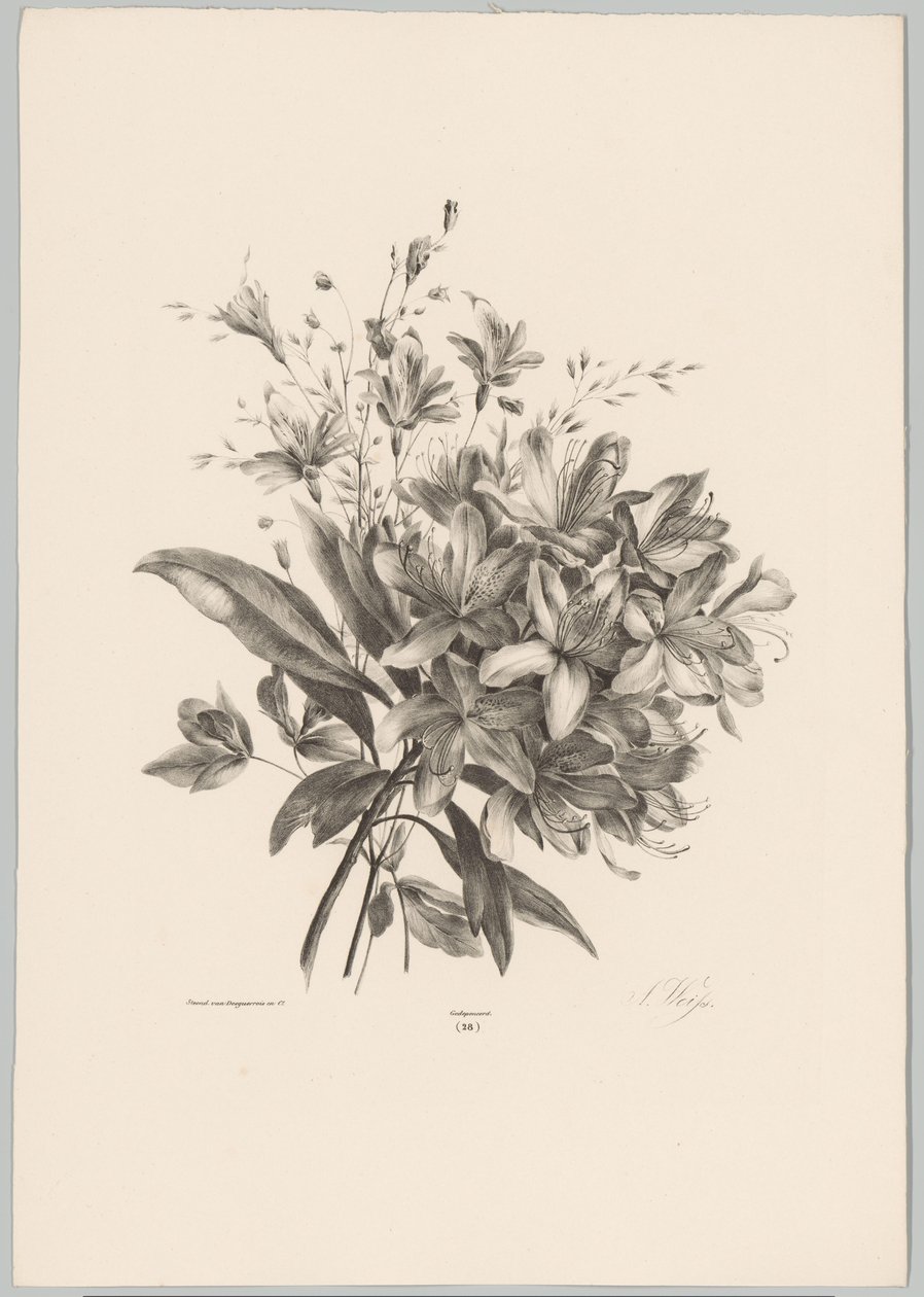 liljer Flower and Fruit Studies (...) 10. episode (serietittel) av Anton Weiss