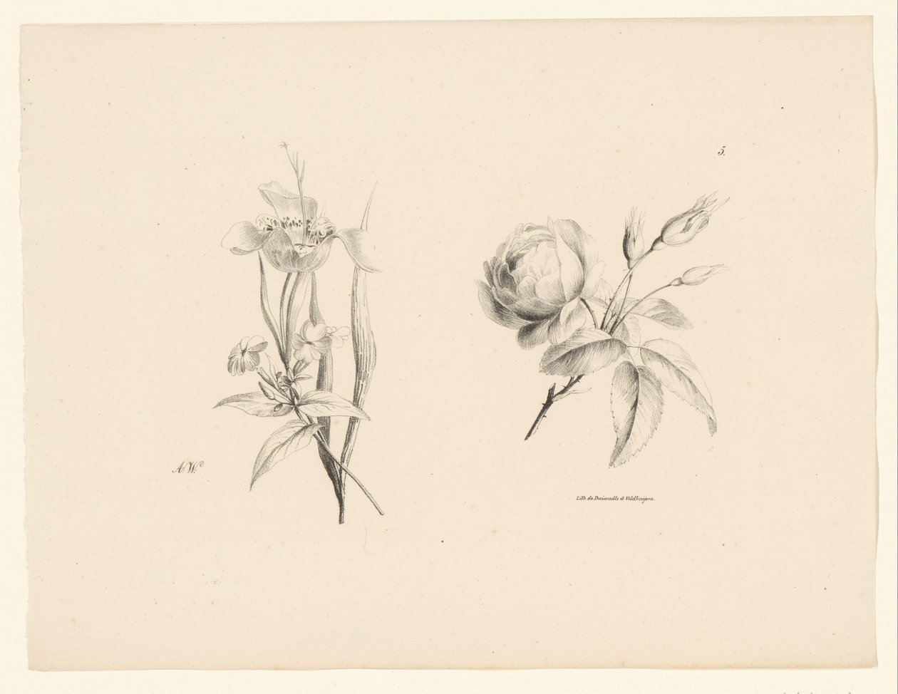 Rose og annen blomst Blomster og frukt (serietittel) av Anton Weiss