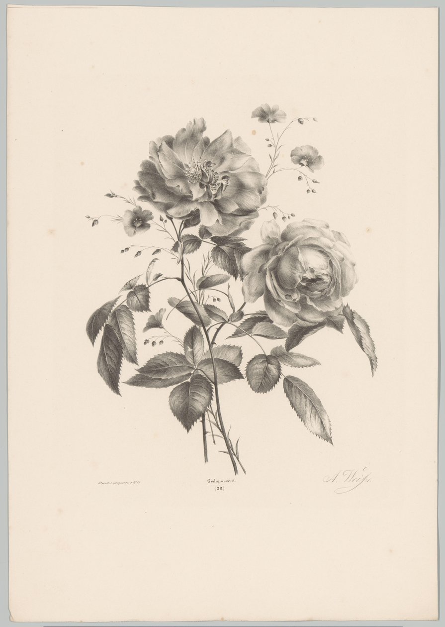 Rose og nellikeblomst Flower and Fruit Studies (...) 10. episode (serietittel) av Anton Weiss