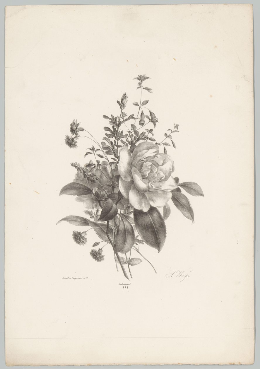 Roser, nelliker og fuchsia Flower and Fruit Studies (...) 10. episode (serietittel) av Anton Weiss