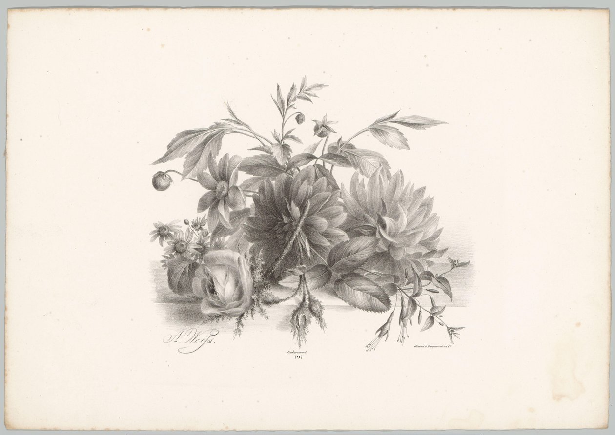 Roser, georginer og fuchsia Flower and Fruit Studies (...) 10. episode (serietittel) av Anton Weiss