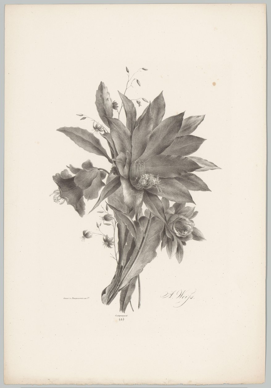 Stjerne- og klokkeformede blomster Flower and Fruit Studies (...) 10. episode (serietittel) av Anton Weiss