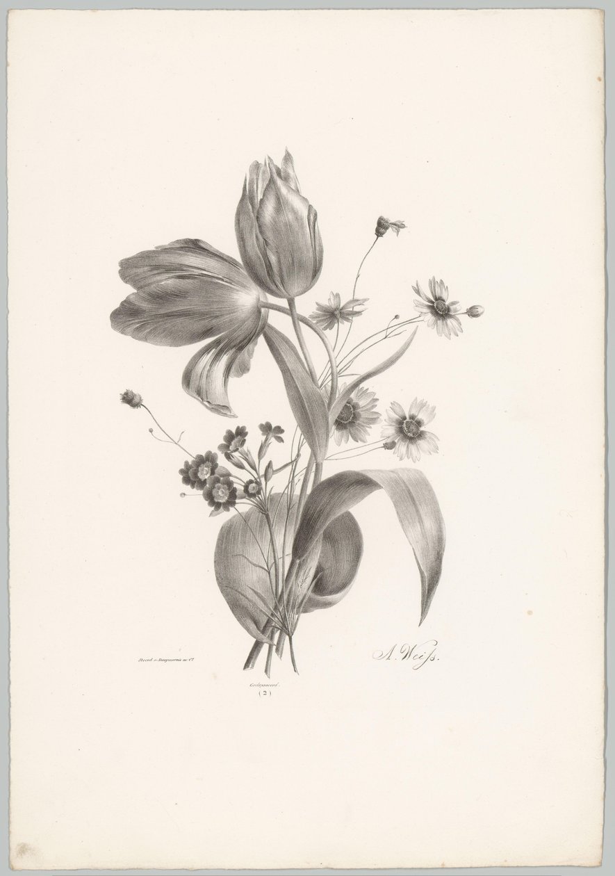 Tulipaner og tusenfryd Flower and Fruit Studies (...) 10. episode (serietittel) av Anton Weiss