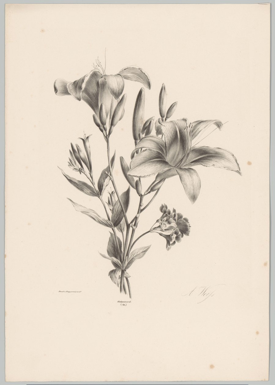 To liljer Flower and Fruit Studies (...) 10. episode (serietittel) av Anton Weiss