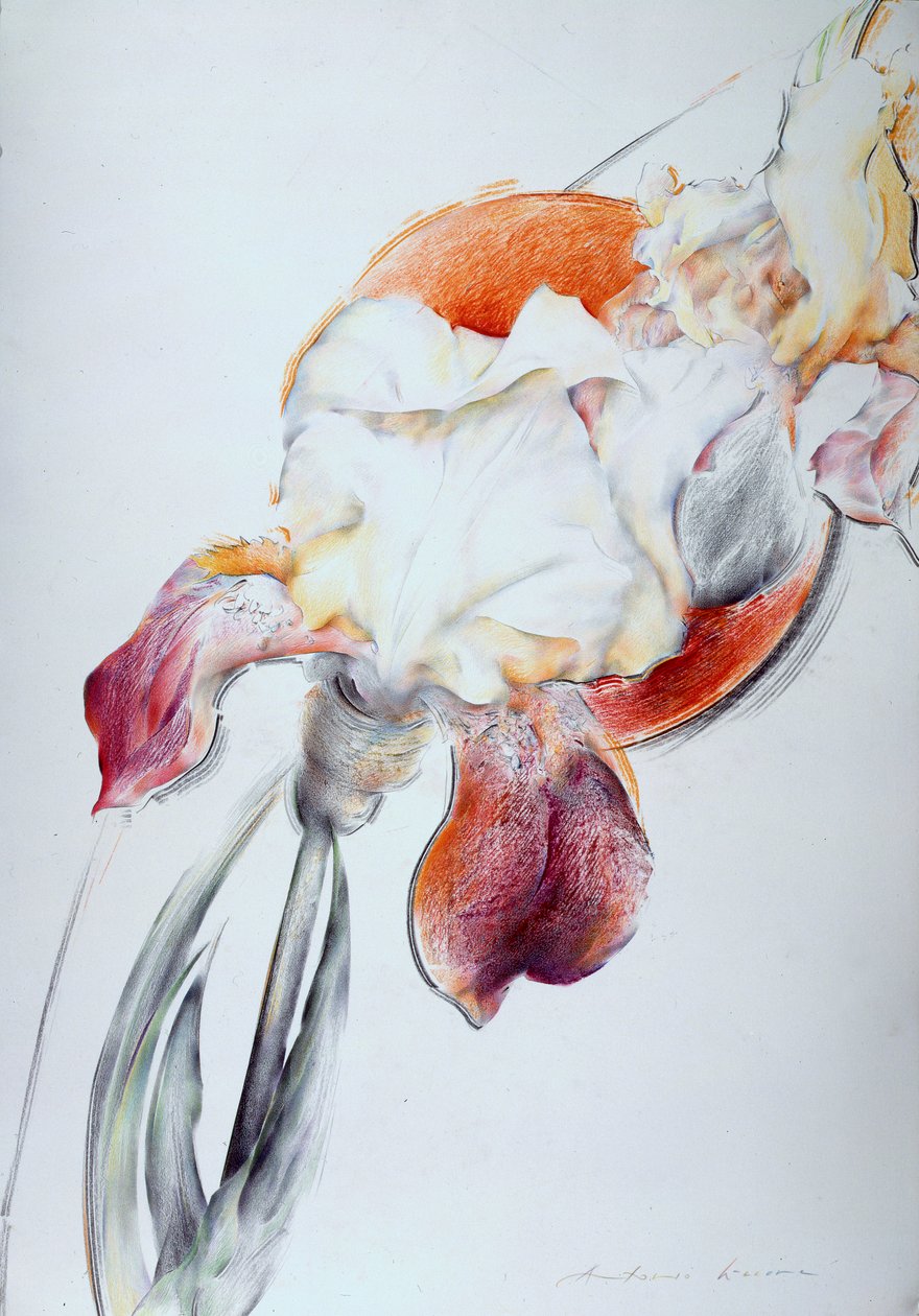 Iris - Komposisjon IV av Antonio Ciccone