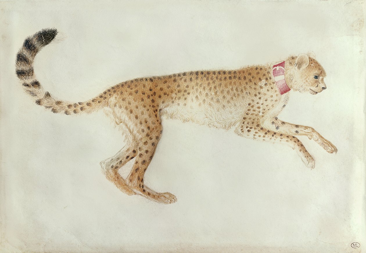Avgrensende gepard med rød krage (wc på pergament) av Antonio Pisanello