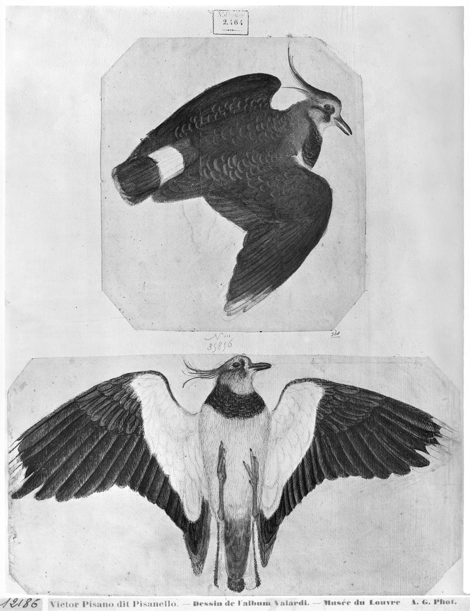 Undulat, fra The Vallardi Album (penn og blekk og wc på papir) av Antonio Pisanello