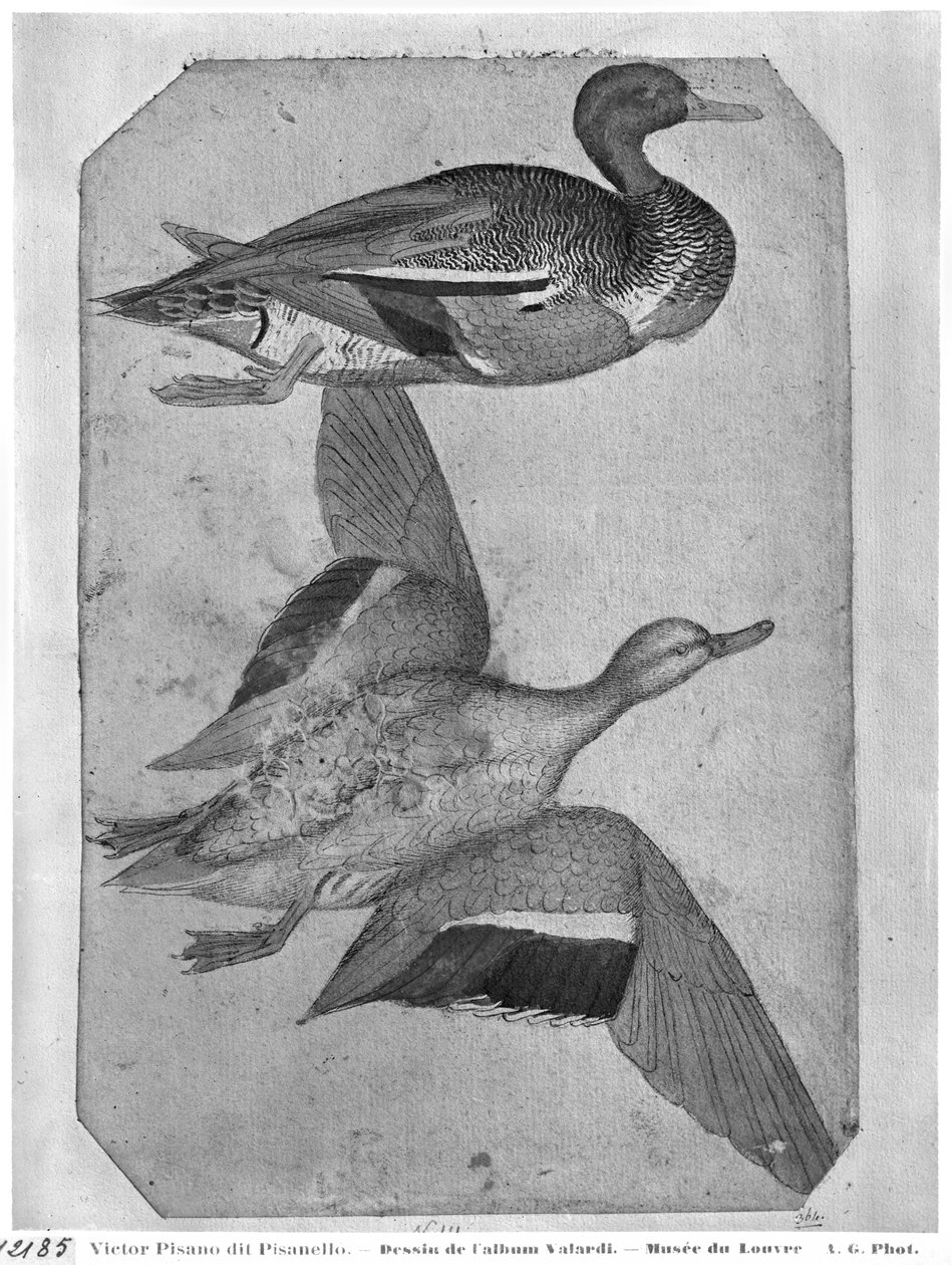 Ducks, fra The Vallardi Album (penn og blekk og wc på papir) av Antonio Pisanello
