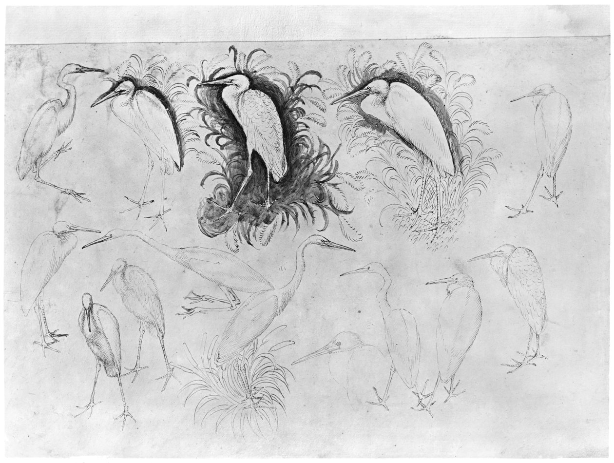 Fjorten egrets, fra The Vallardi Album (penn, blekk og wc på papir) av Antonio Pisanello