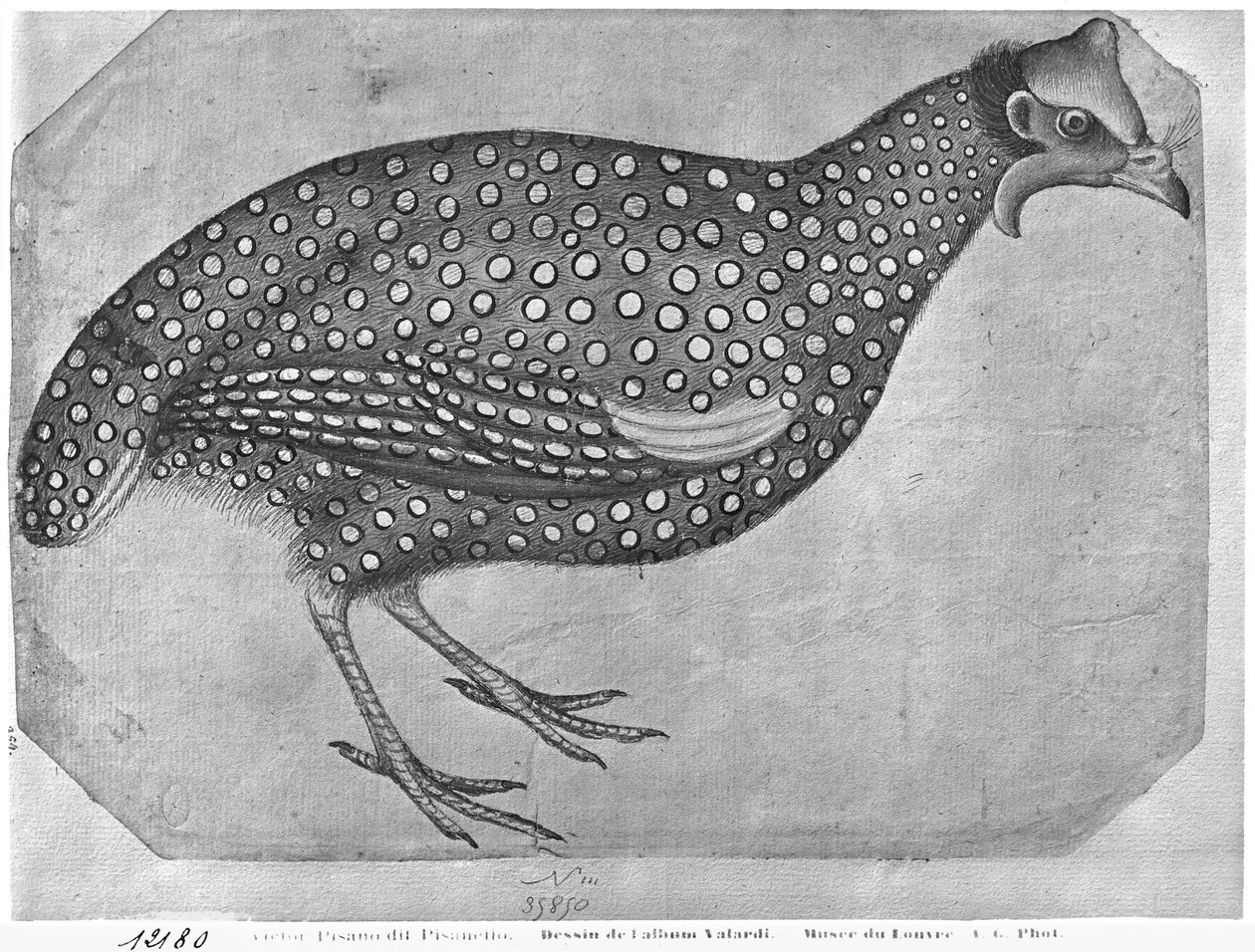 Guinea Fowl, fra The Vallardi Album (penn og blekk og wc på papir) av Antonio Pisanello