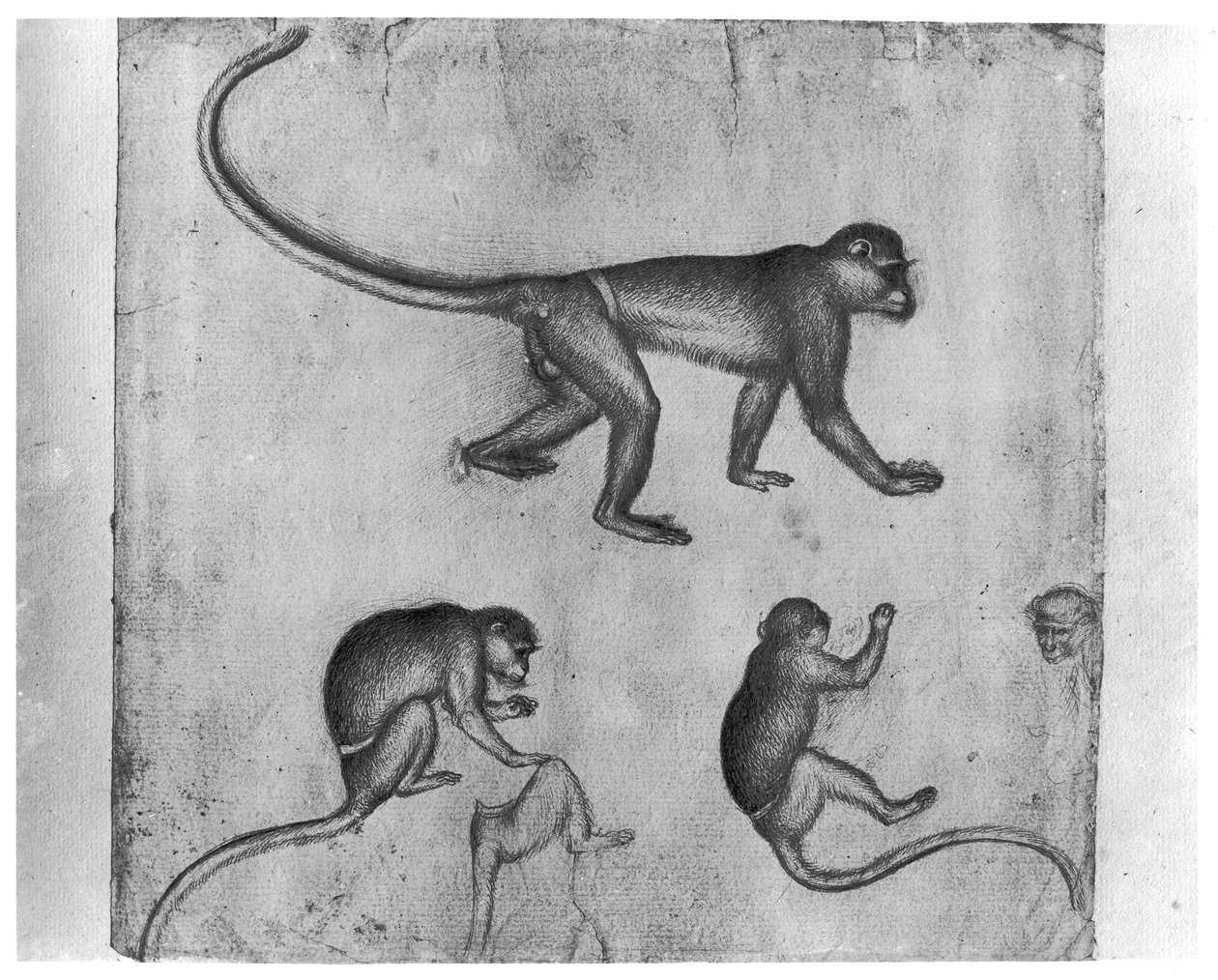 Monkeys, fra The Vallardi Album av Antonio Pisanello