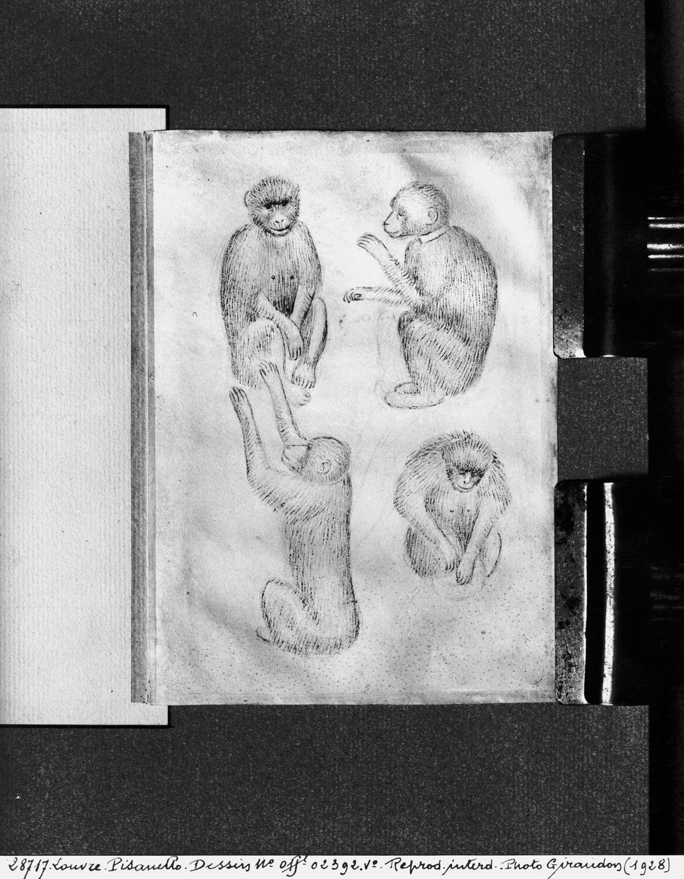 Monkeys, fra The Vallardi Album av Antonio Pisanello
