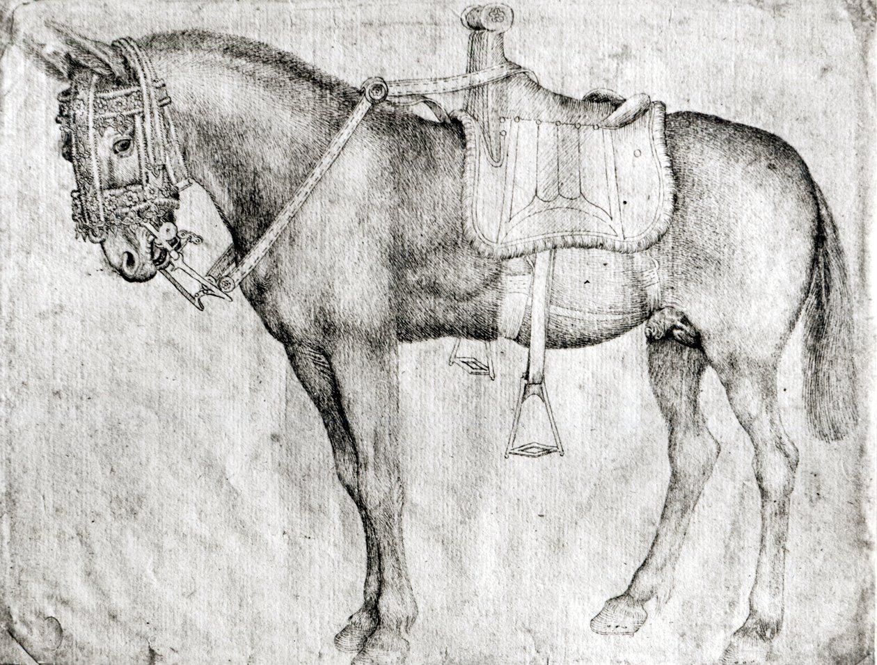 Mule, fra Vallardi Album av Antonio Pisanello