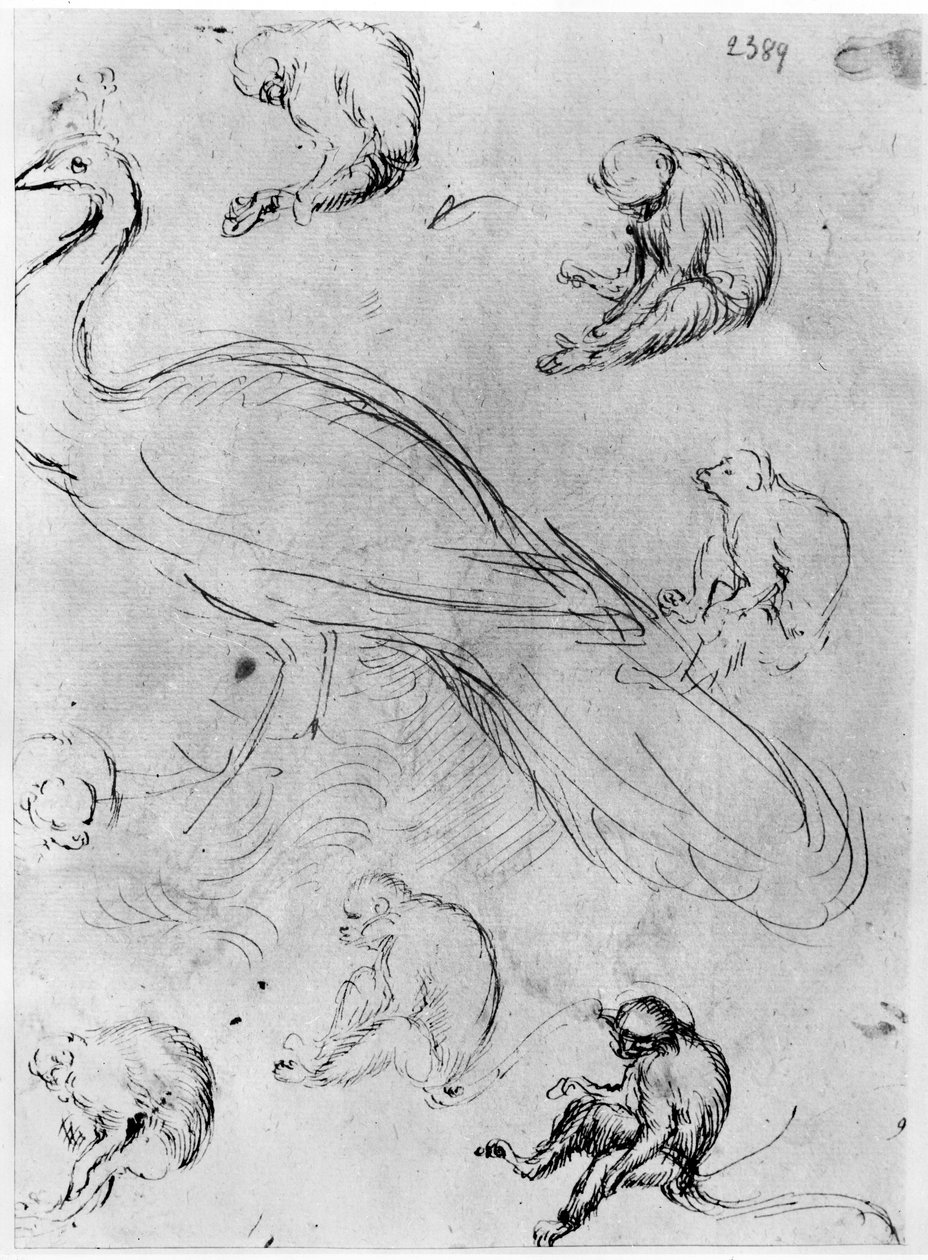 Peacock and Six Monkeys, fra The Vallardi Album av Antonio Pisanello