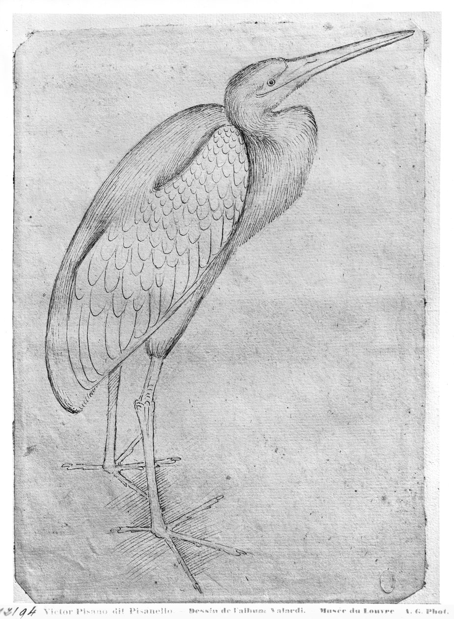 Pelican, fra The Vallardi Album av Antonio Pisanello
