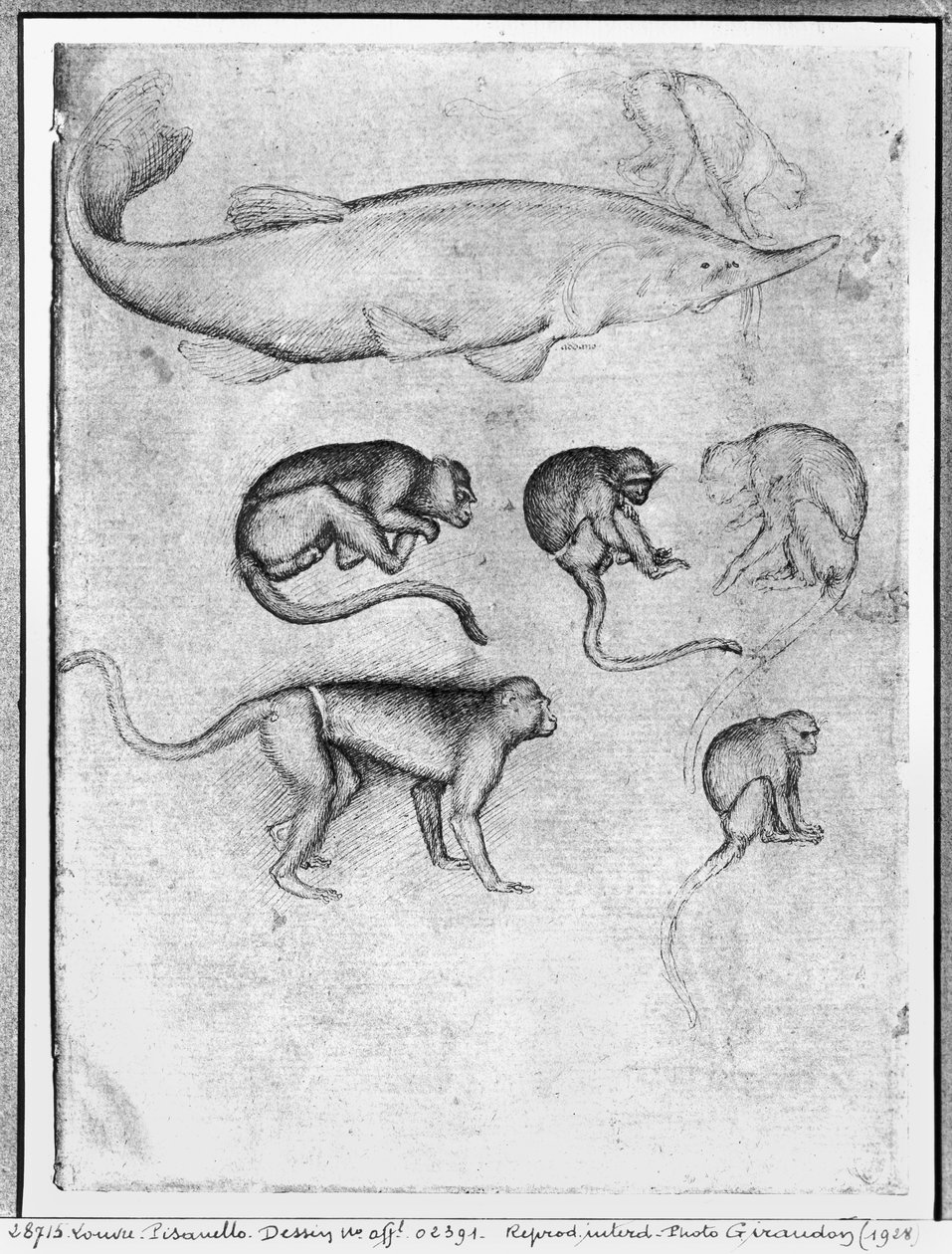 Six Monkeys and a Sturgeon, fra The Vallardi Album av Antonio Pisanello