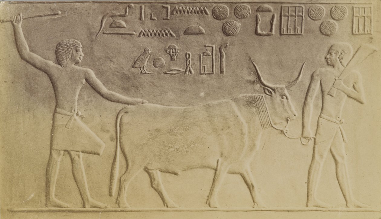 Hellig okse ved Saqqara av Antonio Beato