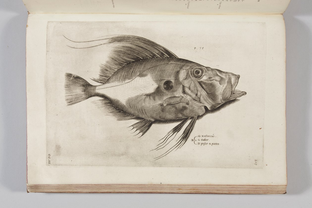 Illustrasjon fra "Aquatilium animantium historia, liber primus" av Ippolito Salviani, 1554 av Antonio Lafreri