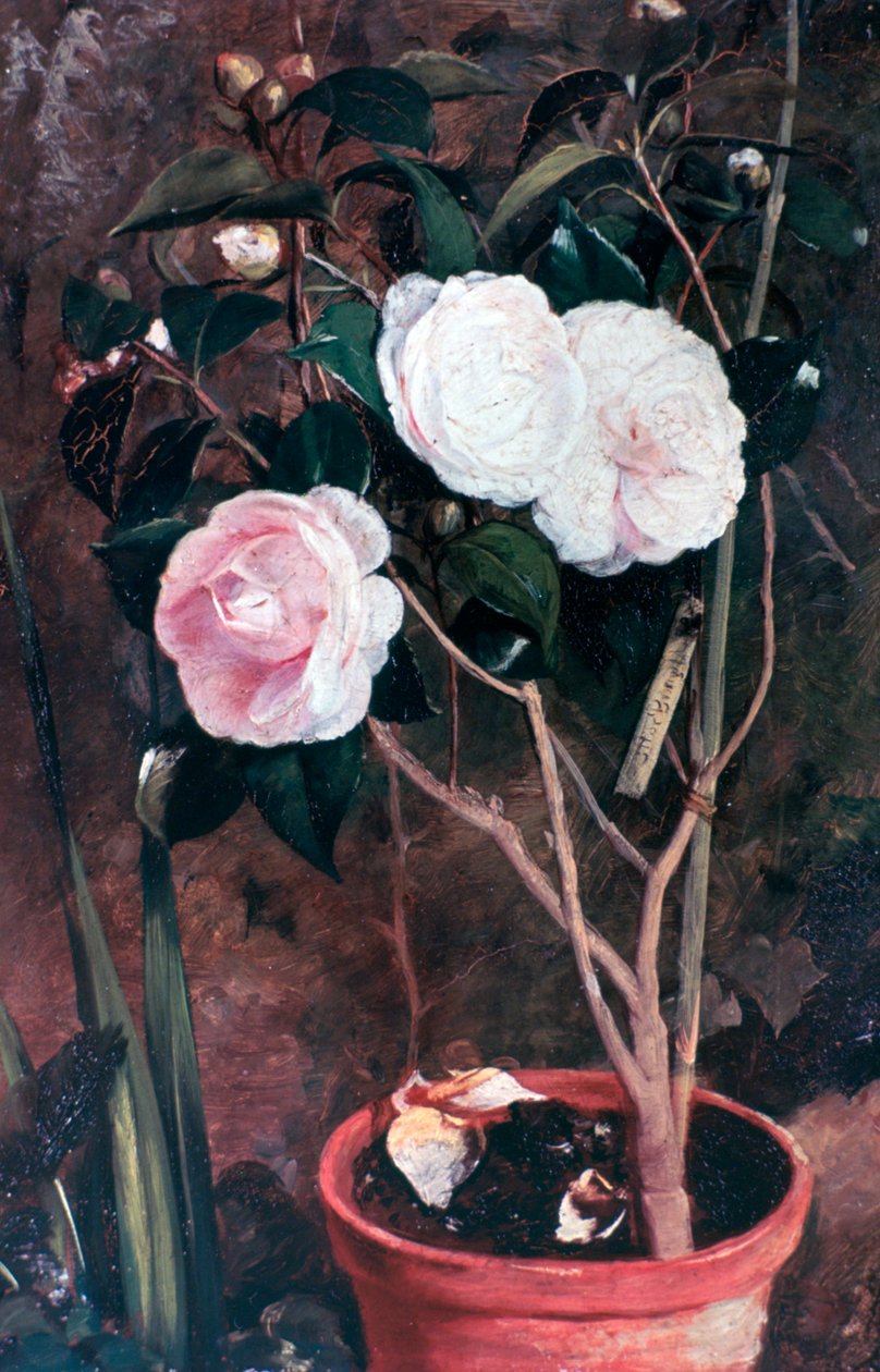 Camelias, 1800-tallet av Antonio Maria Fabres y Costa