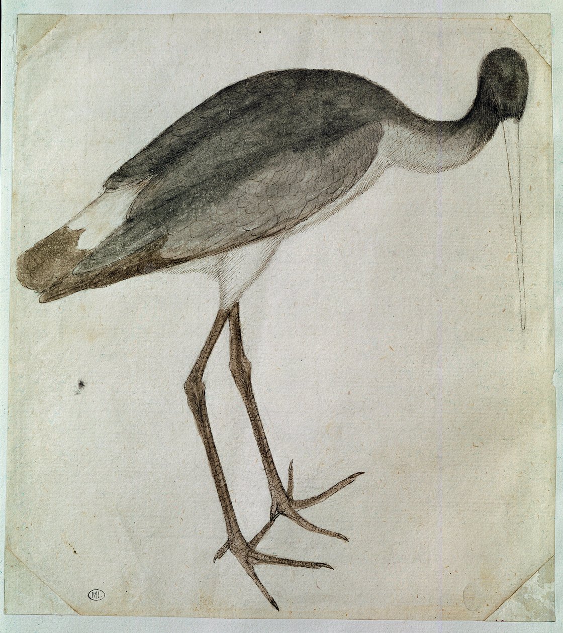 En svart stork står, vendt mot høyre. Tegning av Antonio di Puccio Pisano dit Pisanello (før 1395-1455). Brun blekk, brun vask, grå vask, svart stein, fjær. Mål: 20,8x18,7cm. Louvre, Cabinet des dessins av Antonio Pisanello