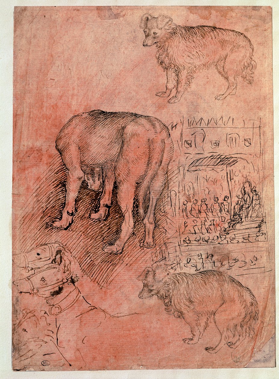 Hundestudier. Aulic episode. Tegning av Antonio Pisano dit il Pisanello (1380-1455) av Antonio Pisanello