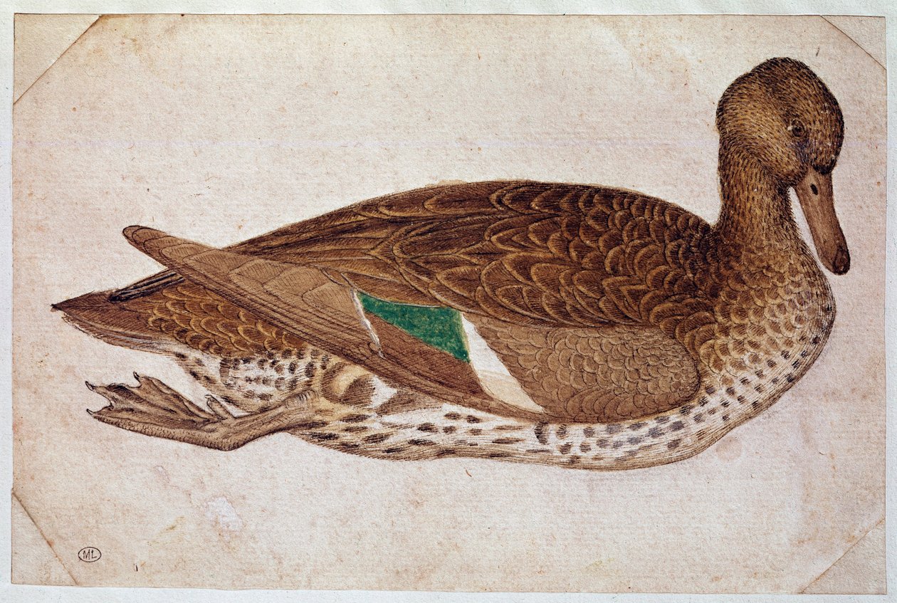 Kvinne vinterkrikk, svømmende, i profil til høyre. Tegning av Pisano Antonio di Puccio dit il Pisanello (1380-1455), ca. 1430-40. akvarell, brunt blekk, svart stein, fjær (tegning), hvite flater. Mål: 14x21,2cm. Louvre, Cabinet des dessins av Antonio Pisanello