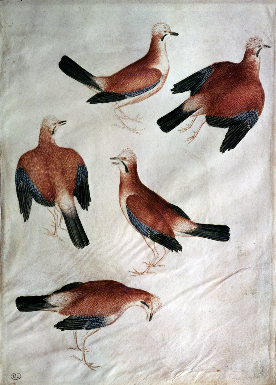Five Jays, fra Vallardi Album (wc på papir) av Antonio Pisanello