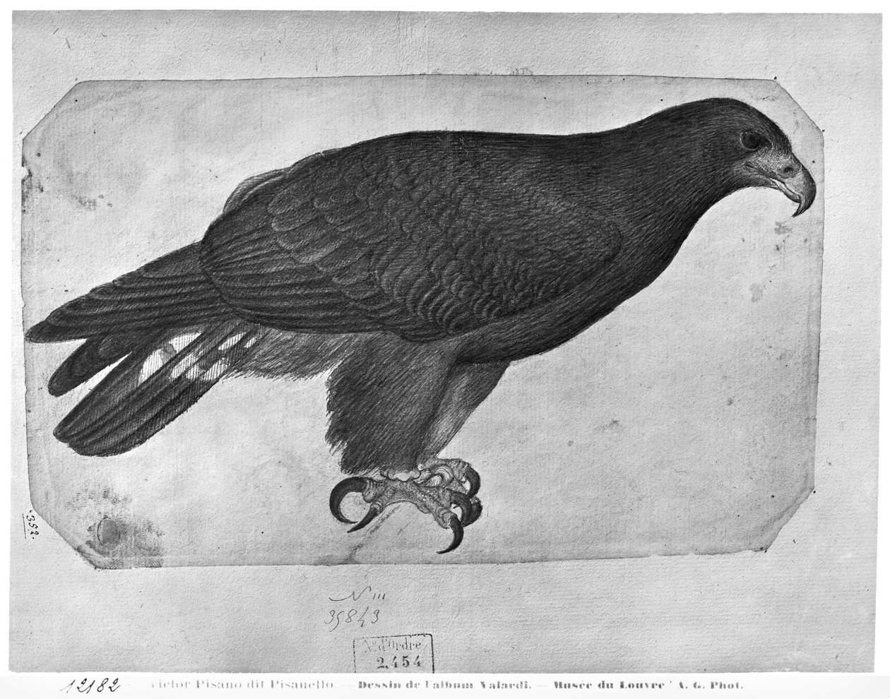 Hawk, fra The Vallardi Album (blyant og wc på papir) av Antonio Pisanello