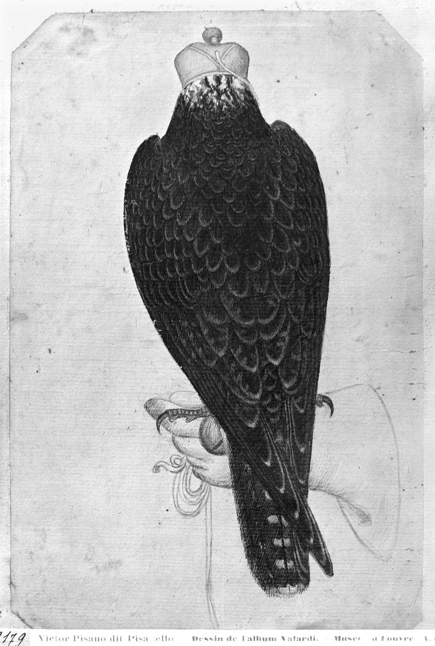 Hawk på hånden, sett bakfra, fra The Vallardi Album (penn og blekk og wc på papir) av Antonio Pisanello
