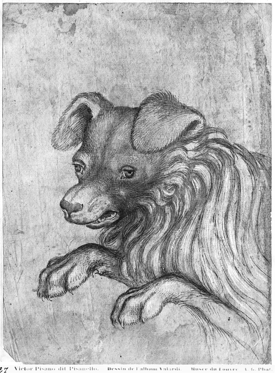 Hodet til en hund, fra The Vallardi Album av Antonio Pisanello
