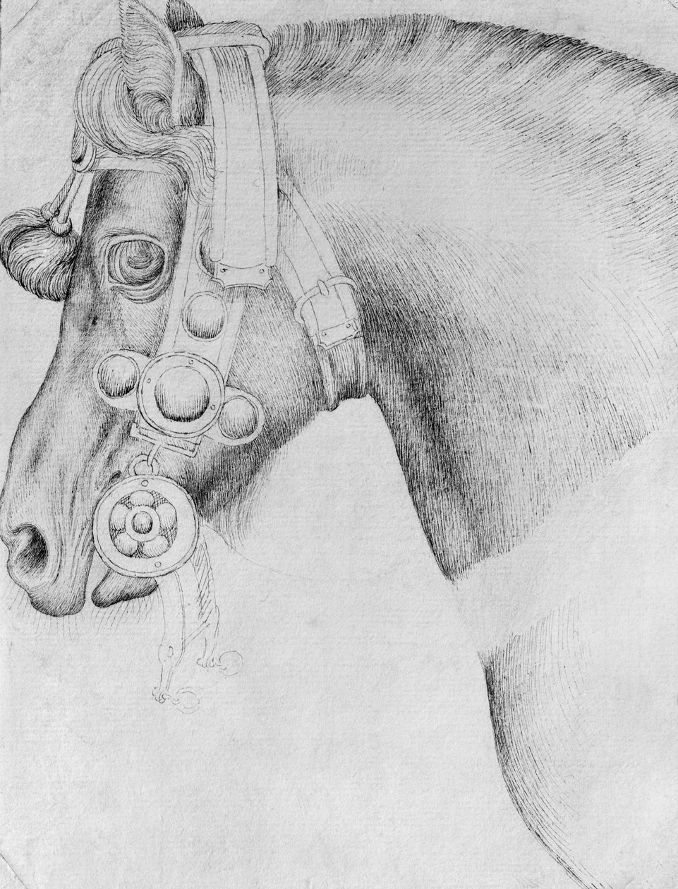 Hodet til en hest, fra The Vallardi Album av Antonio Pisanello