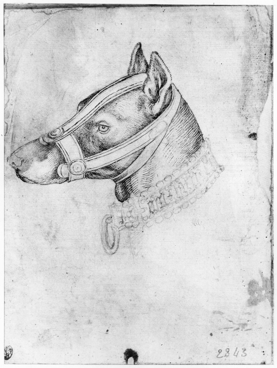 Hodet til en hund med munnkurv, fra The Vallardi Album av Antonio Pisanello