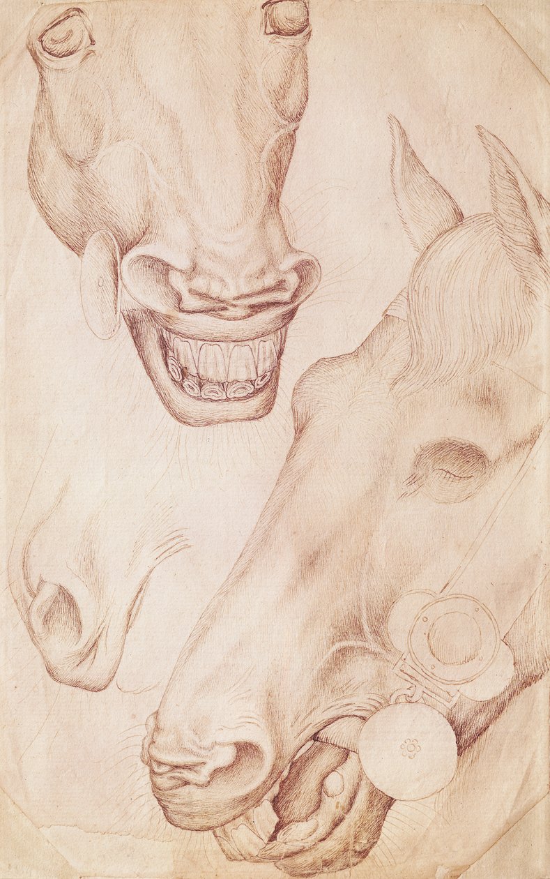 Heads of Horses, fra Vallardi Album av Antonio Pisanello