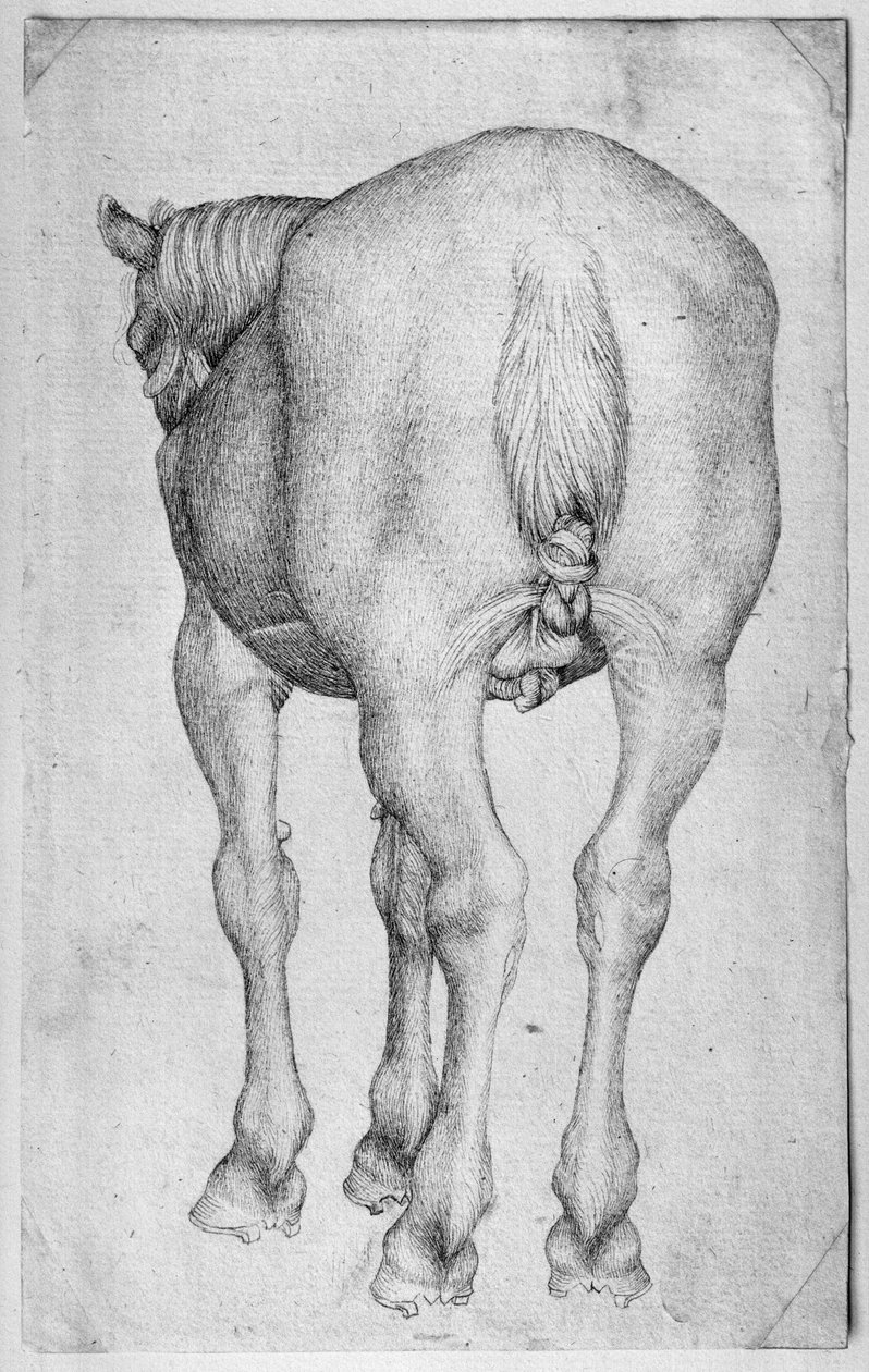 Hest, fra The Vallardi Album av Antonio Pisanello