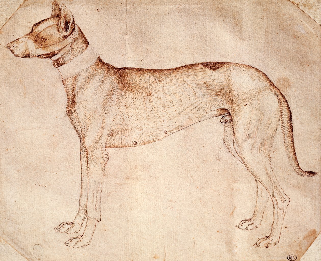 Studie av jakthund av Antonio Pisano kjent som Pisanello (før 1395-ca 1455), tegning med penn og brunt blekk av Antonio Pisanello