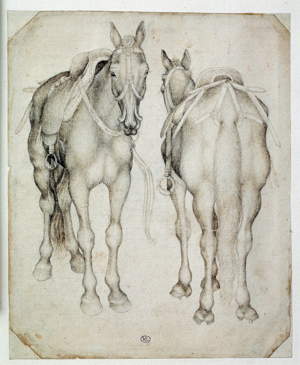 To seler, sett tre fjerdedeler, den ene forfra og den andre bakfra. Tegning av Pisano Antonio di Puccio dit Pisanello (1395-1455) av Antonio Pisanello