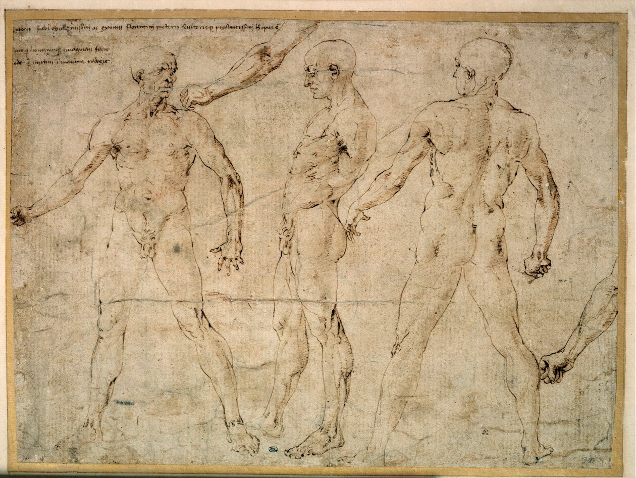 Tre nakne menn. Tegning av Antonio Pollaiuolo (Pollaiolo) (1432-1498) av Antonio Pollaiuolo