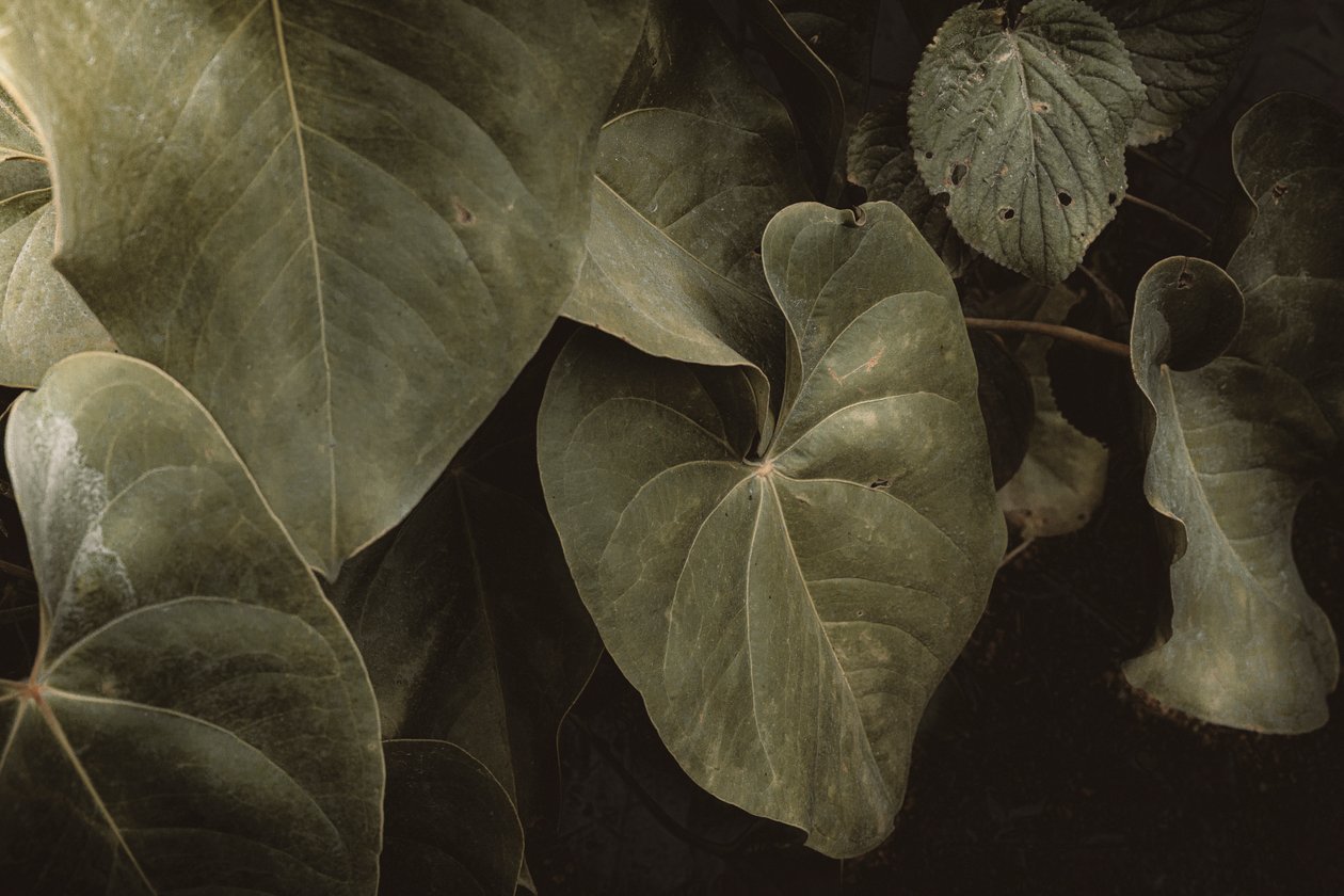 Anthurium Andraeanum, XVI e, Petropolis, Rio de Janeiro, Brasil, 2025 (fotografi) av Antonio Schubert