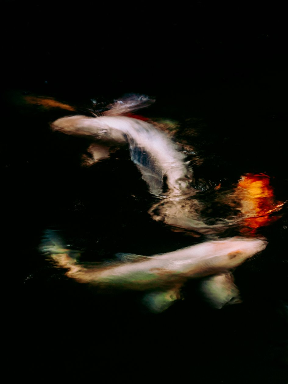 Haikai V, 2022 (digitalt bilde) av Antonio Schubert