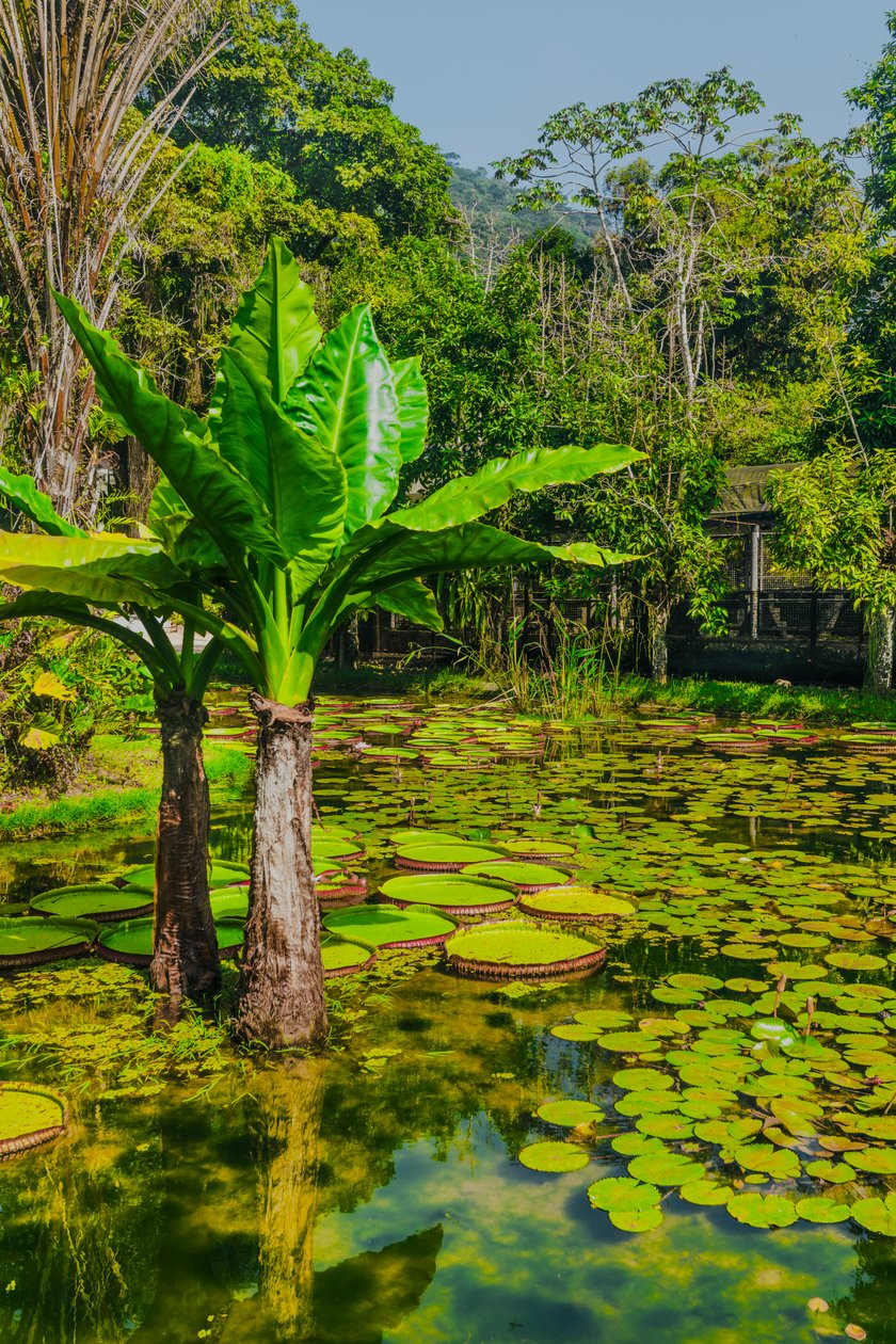 Jardim Amazonico, 2024 (digital fotografering) av Antonio Schubert