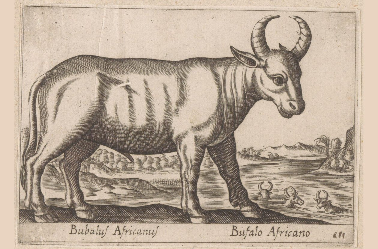 Afrikansk bøffel Bubalus Africanus/ Bufalo Africano (tittel på objekt) Dyr og mytiske skapninger (serietittel) Nova raccolta de li animali piu curiosi del mondo (serietittel) av Antonio Tempesta
