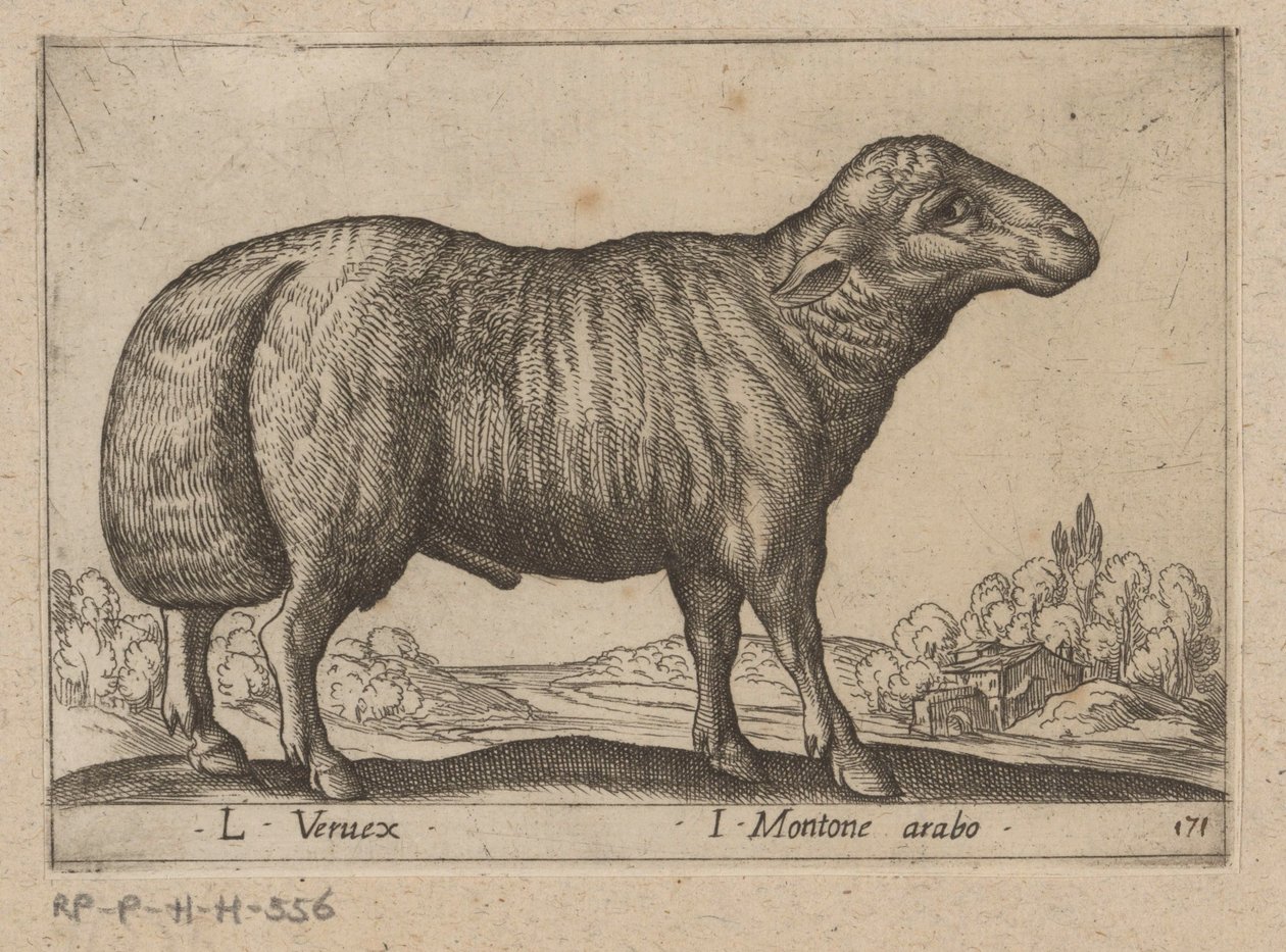 Arabisk schaap L Veruex/ I Montone arabo (tittel på objekt) Dieren en fablewezens (serietittel) Ny samling av verdens mest nysgjerrige dyr (serietittel) av Antonio Tempesta