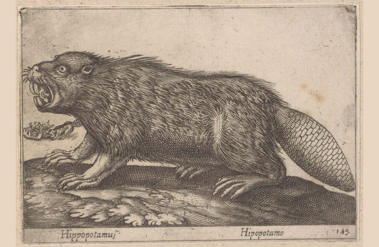 Drikke Flodhest (tittel på objekt) Dieren en fablewezens (serietittel) Nova raccolta de li animali piu curiosi del mondo (serietittel) av Antonio Tempesta
