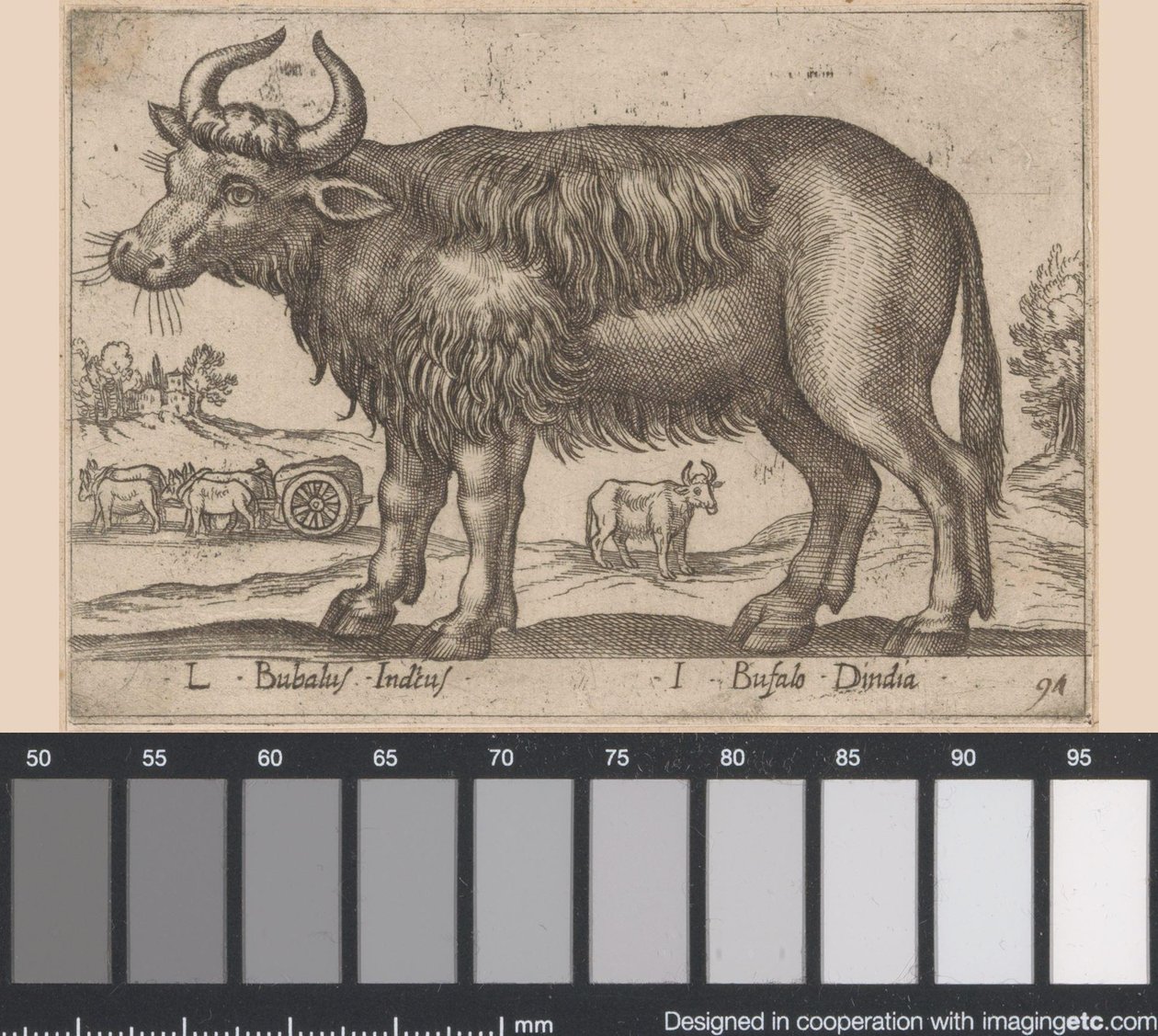 bøffel L Bubalus Indicus/ I Bufola Dindia (tittel på objekt) Dieren en fablewezens (serietittel) Ny samling av verdens mest nysgjerrige dyr (serietittel) av Antonio Tempesta
