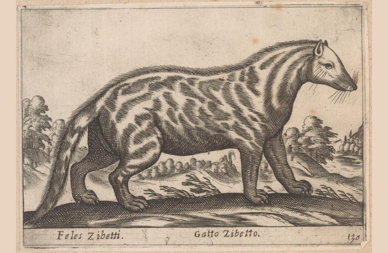 Civetkat Feles Zibetti / Cat Civet (tittel på objekt) Dieren en fabelwezens (serietittel) Nova-samling av de mest nysgjerrige dyrene i verden (serietittel) av Antonio Tempesta