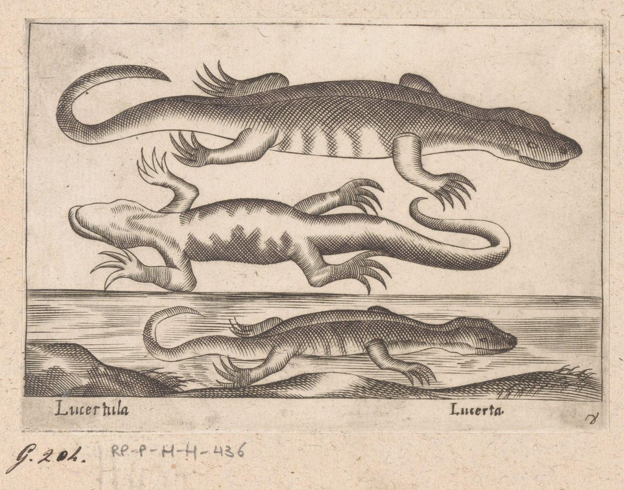 Tre drager Lizard/ Lizard (tittel på objekt) Dieren en fablewezens (serietittel) Ny samling av verdens mest nysgjerrige dyr (serietittel) av Antonio Tempesta