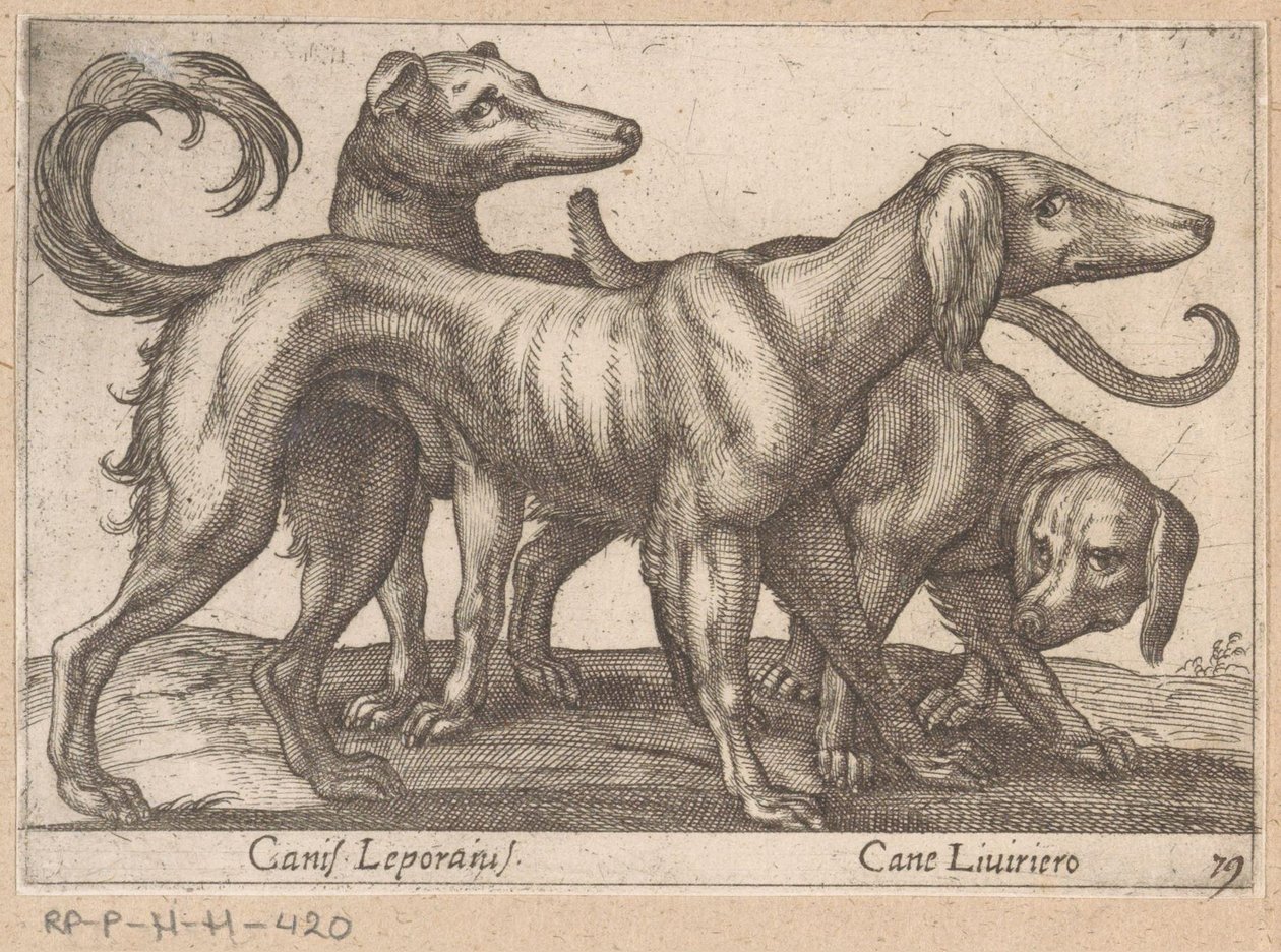 Tre hunder Canis Leporius / Cane Liviriero (tittel på objekt) Dyr og mytiske skapninger (serietittel) Nova raccolta de li animali piu curiosi del mondo (serietittel) av Antonio Tempesta