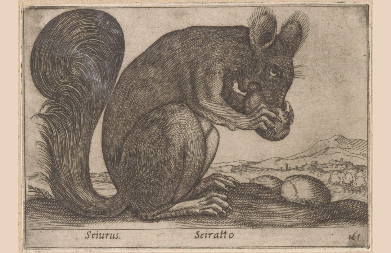 Eekhoorn Sciurus/ Sciratto (tittel på objekt) Dieren en fabelwezens (serietittel) Nytt nysgjerrig lite dyr i verden (serietittel) av Antonio Tempesta